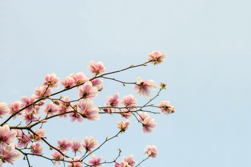Magnolia tree blossom. Blossom magnolia branch against blue sky. Magnolia flowers in spring time. Composition with copy space. Pink Magnolia or Tulip tree in botanical garden.