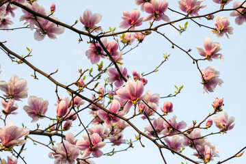 Magnolia tree blossom. Blossom magnolia branch against blue sky. Magnolia flowers in spring time. Pink Magnolia or Tulip tree in botanical garden.