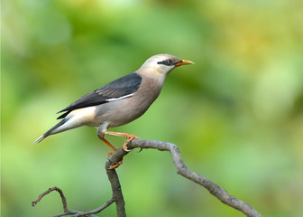 Fototapeta premium Bird (Vinous - breasted Starling) , Thailand