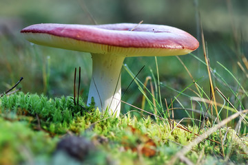 Zdjęcie czerwonego grzyba z poziomu ściółki leśnej. Gołąbek wymiotny - obrazy, fototapety, plakaty