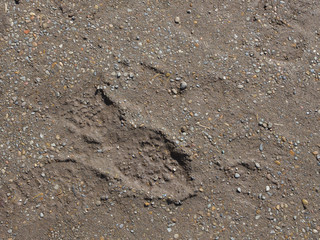 trail in the mud with gravel