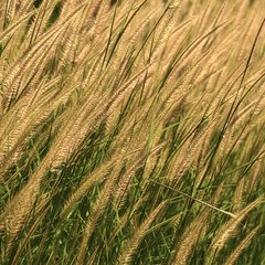 reeds of grass