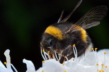 Macro of a bumblebee collecting nectar on flower