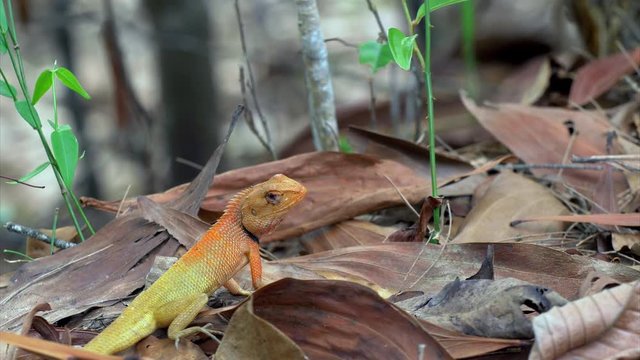 A calotes versicolor lizard - also called bloodsucker, forest lizard, garden lizard agama found in the forest in Mai Khao, Phuket, Thailand.