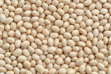 White bean background
