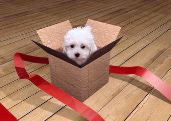 Filhote de poodle dentro de caixa de papelção