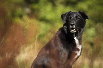 Schwarzer Labrador Mischling