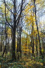 Morning autumn forest.