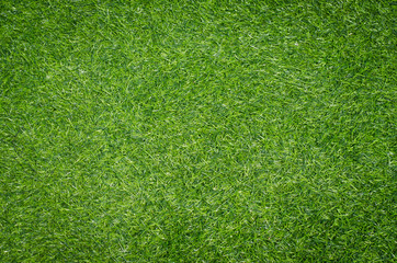Fototapeta premium green grass