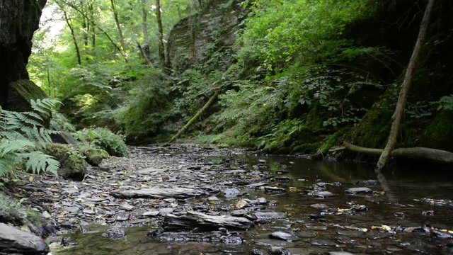 wild stream through a forest. Ehrbach canyon at mosel valley. (Brodenbach, germany) 
