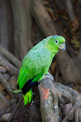 Зелёный попугай