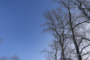 The branches of a tree and sky background