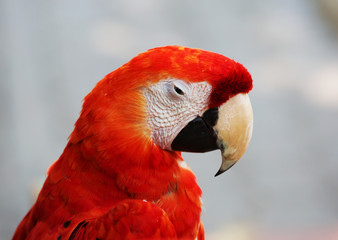 Попугай красный Ара