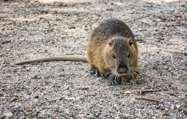 nutria