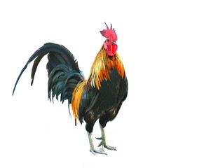 Fototapeta premium Rooster isolated on white background