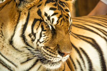  Tiger Close Up Portrait