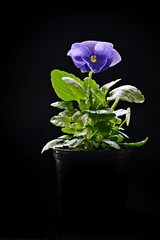 Viola Flower