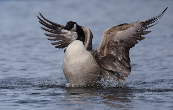 Canada Goose, Branta canadensis