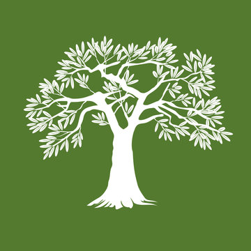 White Olive Tree. Vector Illustration.