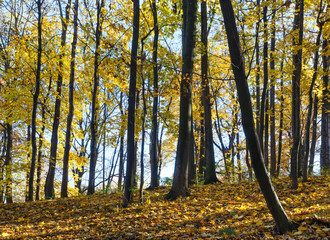 Autumn maple tree forest.