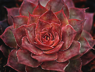 The succulent Sempervivum macro