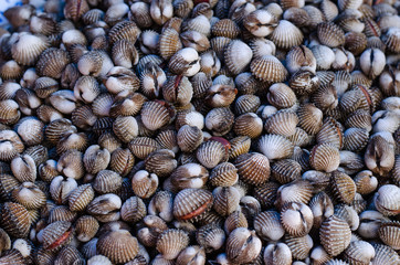 Fresh cockles on ice at market
