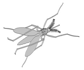 2d cartoon illustration of Aedes Aegypti