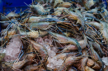 various kind of raw shrimps