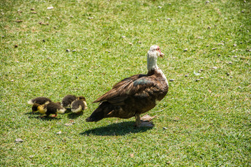 Family of ducks