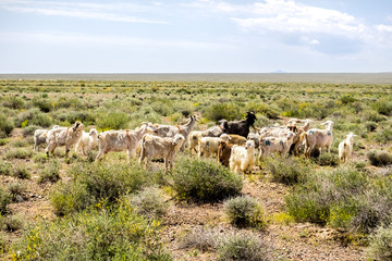 sheep and goats grazing in prairie