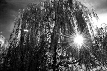 willow in the sun