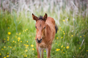 Foal on meadow