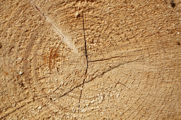 Schnittfläche eines Nadelbaumes, Querschnitt