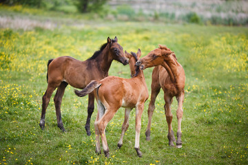 Fototapeta premium Three foals on meadow