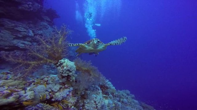Дайвинг в Красном море близ Египта. Черепаха Бисса, грациозно парящая над коралловым рифом.