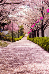 Fototapeta na wymiar Path full of Sakura petals with cherry blossom