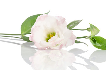 eustoma flower on a white background