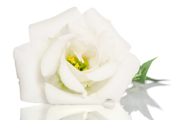 Fototapeta na wymiar Beautiful white flower with leafs on white background. Eustoma