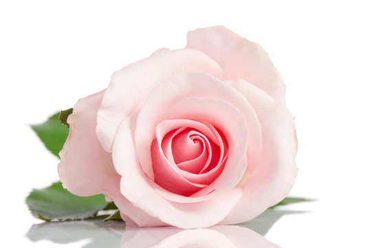 beautiful single pink rose lying down on a white background