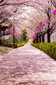 Path full of Sakura petals with cherry blossom