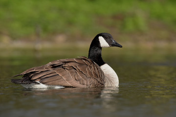 Canada Goose, Branta canadensis