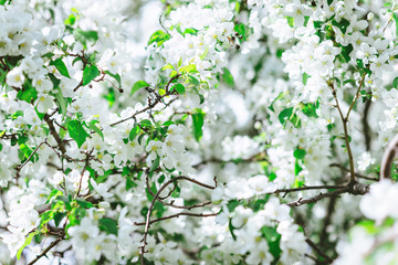 Blooming apple tree branches in spring orchard