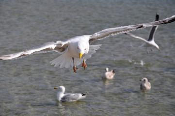 Seagulls over the baltic sea in Poland