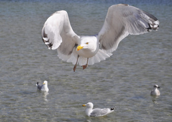 Seagulls over the baltic sea in Poland