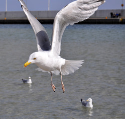 Seagulls over the baltic sea in Poland