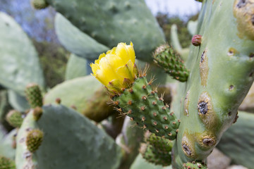 Prickly pear cactus close up