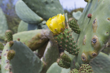 Prickly pear cactus close up