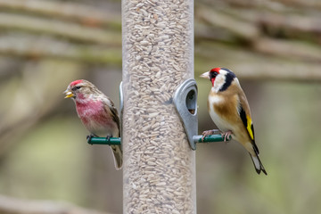 Lesser Redpoll (Carduelis caberet) and Goldfinch (Carduelis carduelis) on a bird feeder full of sunflower hearts.