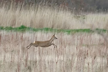 Crédence de cuisine en verre imprimé Cerf European roe deer doe(Capreolus capreolus) bounds across a meadow
