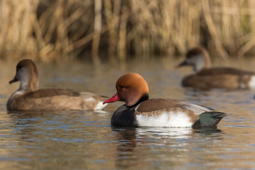 Male Red-crested pochards (Netta rufina) in breeding plumage along with 2 females